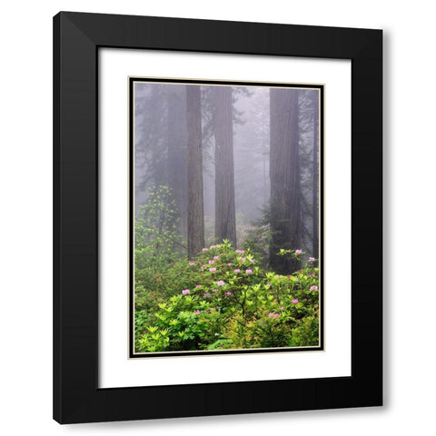 Redwood trees and Pacific Rhododendron in fog-Redwood National Park-California Black Modern Wood Framed Art Print with Double Matting by Jones, Adam