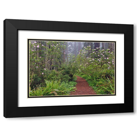 Footpath through Redwood trees and Pacific Rhododendron in fog Black Modern Wood Framed Art Print with Double Matting by Jones, Adam