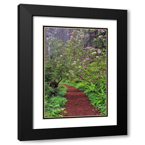 Footpath through Redwood trees and Pacific Rhododendron in fog Black Modern Wood Framed Art Print with Double Matting by Jones, Adam