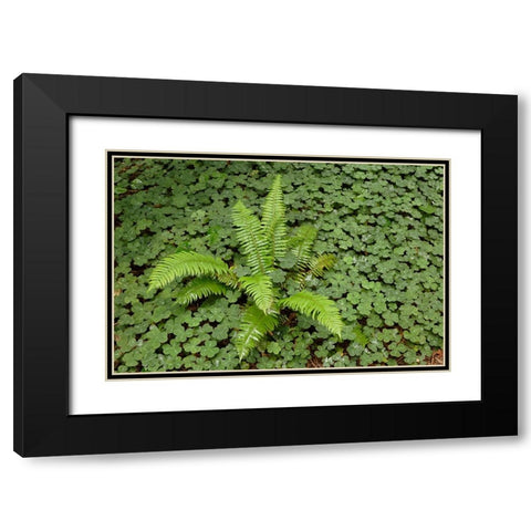 Fern among wood Sorrel Redwood National Park-California Black Modern Wood Framed Art Print with Double Matting by Jones, Adam