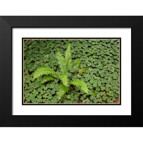 Fern among wood Sorrel Redwood National Park-California Black Modern Wood Framed Art Print with Double Matting by Jones, Adam