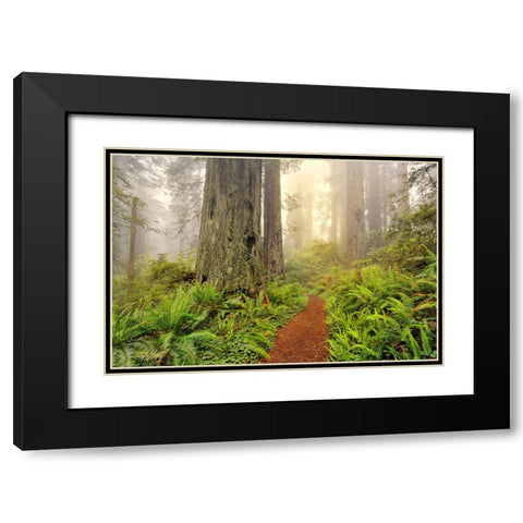 Footpath through Redwood trees and Pacific Rhododendron in fog Black Modern Wood Framed Art Print with Double Matting by Jones, Adam