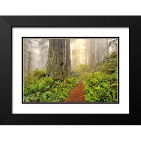 Footpath through Redwood trees and Pacific Rhododendron in fog Black Modern Wood Framed Art Print with Double Matting by Jones, Adam
