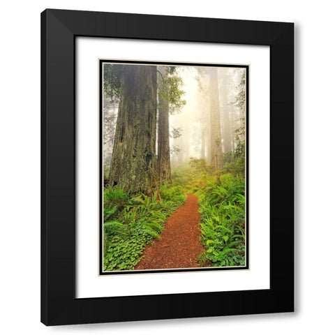 Footpath through Redwood trees and Pacific Rhododendron in fog Black Modern Wood Framed Art Print with Double Matting by Jones, Adam