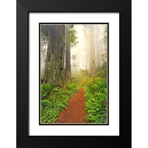 Footpath through Redwood trees and Pacific Rhododendron in fog Black Modern Wood Framed Art Print with Double Matting by Jones, Adam