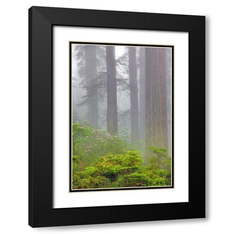 Redwood trees and Pacific Rhododendron in fog-Redwood National Park-California Black Modern Wood Framed Art Print with Double Matting by Jones, Adam
