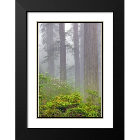 Redwood trees and Pacific Rhododendron in fog-Redwood National Park-California Black Modern Wood Framed Art Print with Double Matting by Jones, Adam
