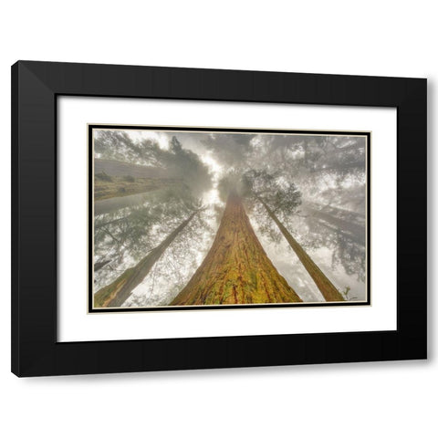 Fisheye view skyward of Redwood trees in fog Redwood National Park-California Black Modern Wood Framed Art Print with Double Matting by Jones, Adam