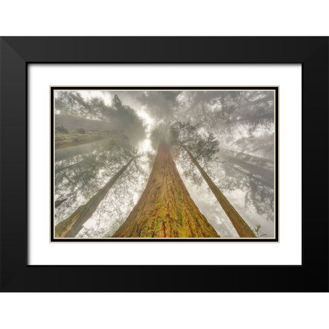 Fisheye view skyward of Redwood trees in fog Redwood National Park-California Black Modern Wood Framed Art Print with Double Matting by Jones, Adam