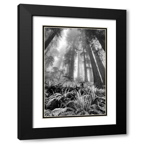 Fisheye view skyward of Redwood trees in fog Redwood National Park-California Black Modern Wood Framed Art Print with Double Matting by Jones, Adam