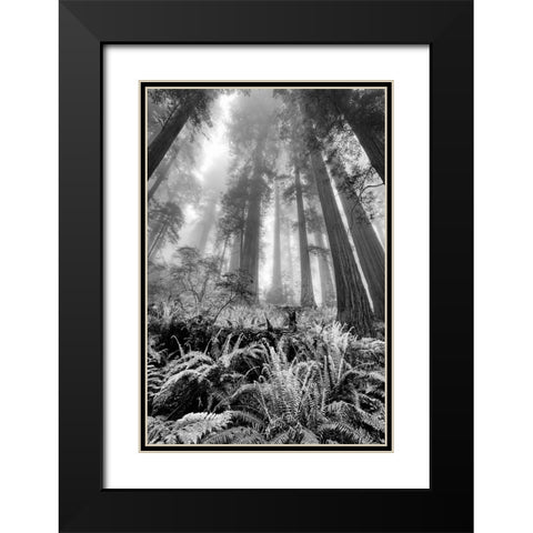 Fisheye view skyward of Redwood trees in fog Redwood National Park-California Black Modern Wood Framed Art Print with Double Matting by Jones, Adam