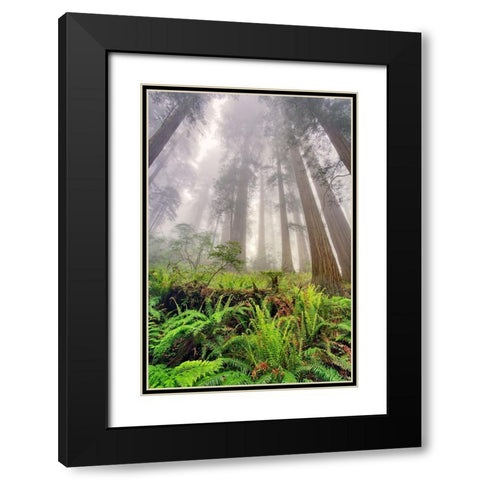Fisheye view skyward of Redwood trees in fog Redwood National Park-California Black Modern Wood Framed Art Print with Double Matting by Jones, Adam