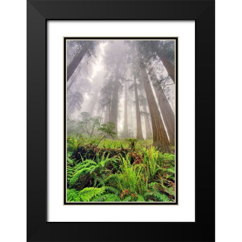 Fisheye view skyward of Redwood trees in fog Redwood National Park-California Black Modern Wood Framed Art Print with Double Matting by Jones, Adam