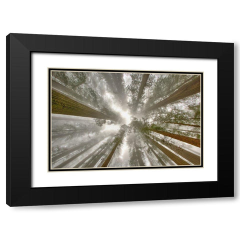 Fisheye view skyward of Redwood trees in fog Redwood National Park-California Black Modern Wood Framed Art Print with Double Matting by Jones, Adam