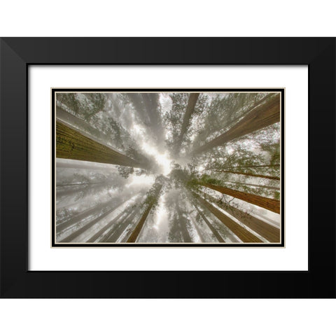 Fisheye view skyward of Redwood trees in fog Redwood National Park-California Black Modern Wood Framed Art Print with Double Matting by Jones, Adam