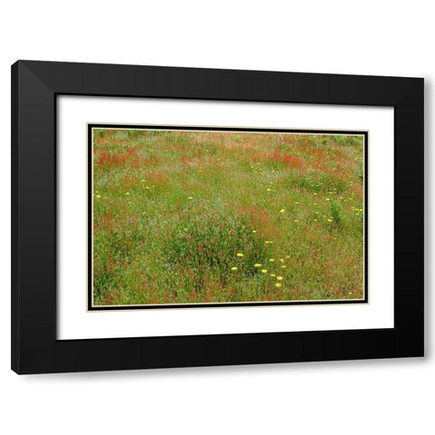 Mixture of flowers and grasses-Dolason Prairie-Redwood National Park-California Black Modern Wood Framed Art Print with Double Matting by Jones, Adam