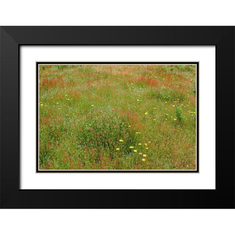 Mixture of flowers and grasses-Dolason Prairie-Redwood National Park-California Black Modern Wood Framed Art Print with Double Matting by Jones, Adam