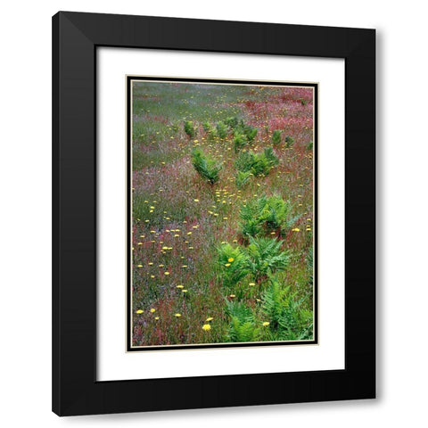 Mixture of flowers-ferns and grasses-Dolason Prairie-Redwood National Park-California Black Modern Wood Framed Art Print with Double Matting by Jones, Adam