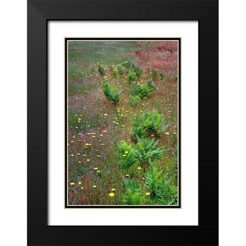 Mixture of flowers-ferns and grasses-Dolason Prairie-Redwood National Park-California Black Modern Wood Framed Art Print with Double Matting by Jones, Adam