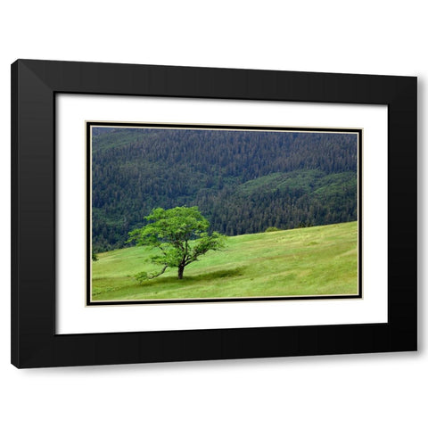Grasses and trees-Dolason Prairie just off Bald Hills Road-California Black Modern Wood Framed Art Print with Double Matting by Jones, Adam