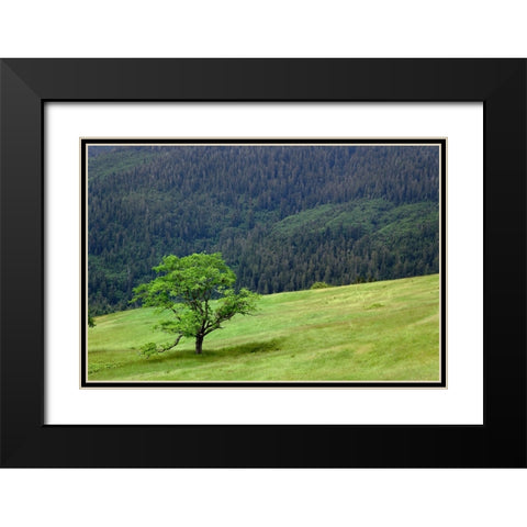 Grasses and trees-Dolason Prairie just off Bald Hills Road-California Black Modern Wood Framed Art Print with Double Matting by Jones, Adam