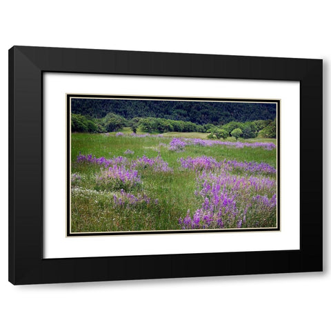 Lupine flowers on hillside-Dolason Prairie-California Black Modern Wood Framed Art Print with Double Matting by Jones, Adam