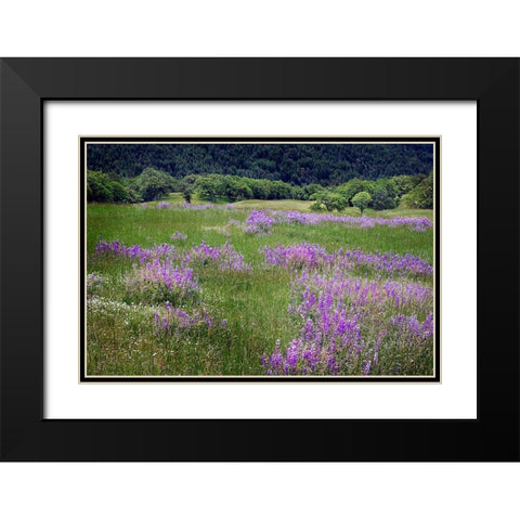 Lupine flowers on hillside-Dolason Prairie-California Black Modern Wood Framed Art Print with Double Matting by Jones, Adam