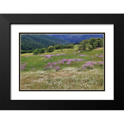 Lupine flowers on hillside-Dolason Prairie-California Black Modern Wood Framed Art Print with Double Matting by Jones, Adam