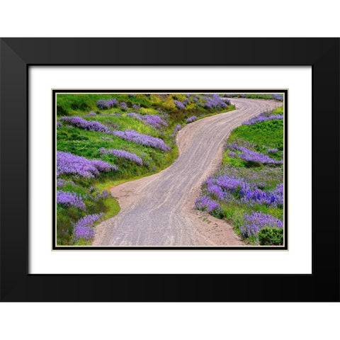 Bald Hills Road through lupine flowers-California Black Modern Wood Framed Art Print with Double Matting by Jones, Adam