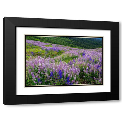 Lupine flowers on hillside-Dolason Prairie-California Black Modern Wood Framed Art Print with Double Matting by Jones, Adam
