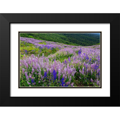 Lupine flowers on hillside-Dolason Prairie-California Black Modern Wood Framed Art Print with Double Matting by Jones, Adam