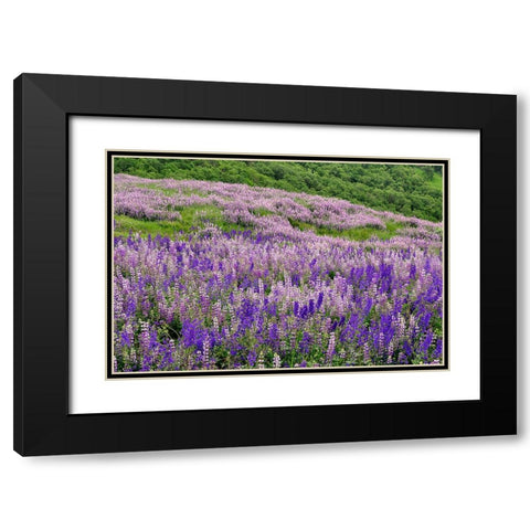 Lupine flowers on hillside-Dolason Prairie-California Black Modern Wood Framed Art Print with Double Matting by Jones, Adam