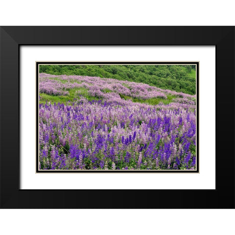 Lupine flowers on hillside-Dolason Prairie-California Black Modern Wood Framed Art Print with Double Matting by Jones, Adam