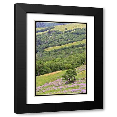 Lupine flowers on hillside-Dolason Prairie-California Black Modern Wood Framed Art Print with Double Matting by Jones, Adam