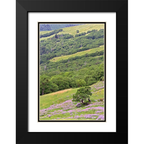 Lupine flowers on hillside-Dolason Prairie-California Black Modern Wood Framed Art Print with Double Matting by Jones, Adam