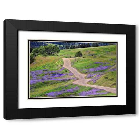 Bald Hills Road through lupine flowers-California Black Modern Wood Framed Art Print with Double Matting by Jones, Adam