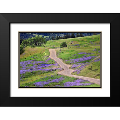 Bald Hills Road through lupine flowers-California Black Modern Wood Framed Art Print with Double Matting by Jones, Adam