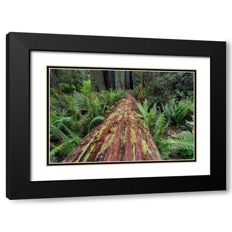 Fallen Redwood tree and ferns Redwood National Park-California Black Modern Wood Framed Art Print with Double Matting by Jones, Adam