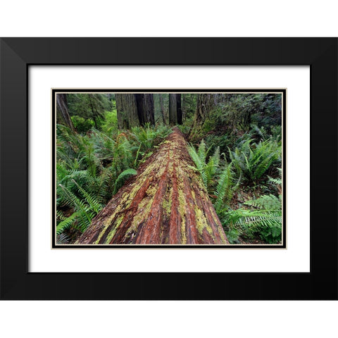 Fallen Redwood tree and ferns Redwood National Park-California Black Modern Wood Framed Art Print with Double Matting by Jones, Adam