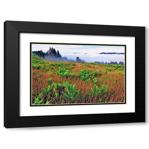 Foggy view of grasses and ferns-Dolason Prairie Black Modern Wood Framed Art Print with Double Matting by Jones, Adam