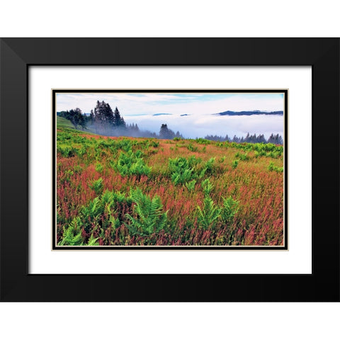 Foggy view of grasses and ferns-Dolason Prairie Black Modern Wood Framed Art Print with Double Matting by Jones, Adam