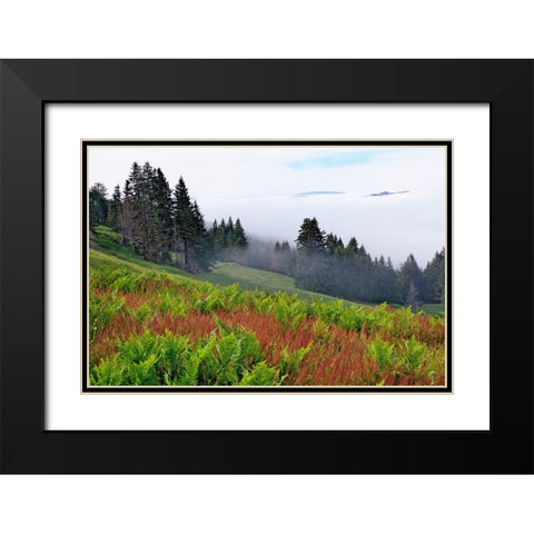 Foggy view of grasses and ferns-Dolason Prairie Black Modern Wood Framed Art Print with Double Matting by Jones, Adam