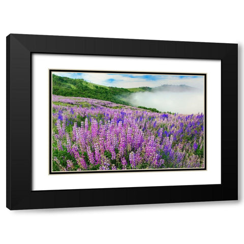 Lupine flowers-Bald Hills Road-California Black Modern Wood Framed Art Print with Double Matting by Jones, Adam
