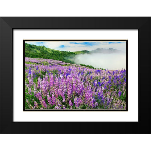 Lupine flowers-Bald Hills Road-California Black Modern Wood Framed Art Print with Double Matting by Jones, Adam