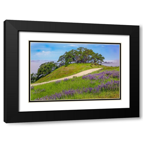 Lupine flowers-Bald Hills Road-California Black Modern Wood Framed Art Print with Double Matting by Jones, Adam