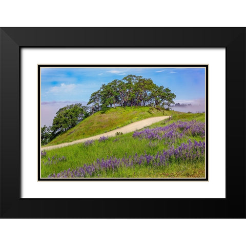 Lupine flowers-Bald Hills Road-California Black Modern Wood Framed Art Print with Double Matting by Jones, Adam