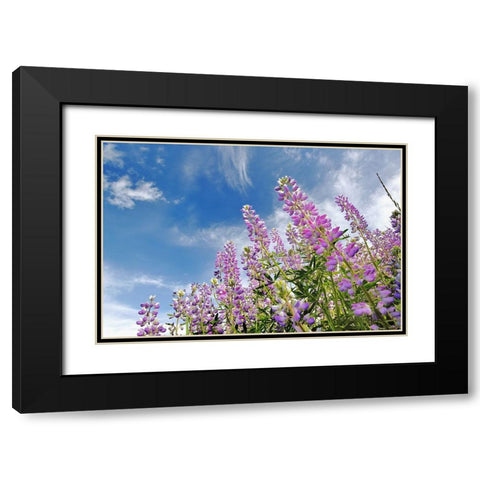 Low angle view of Lupine flowers-Bald Hills Road-California Black Modern Wood Framed Art Print with Double Matting by Jones, Adam