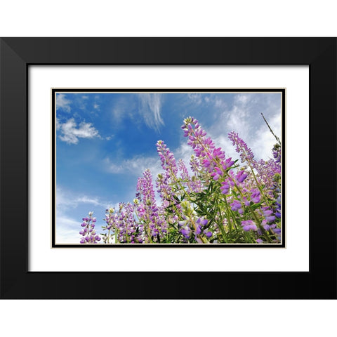 Low angle view of Lupine flowers-Bald Hills Road-California Black Modern Wood Framed Art Print with Double Matting by Jones, Adam