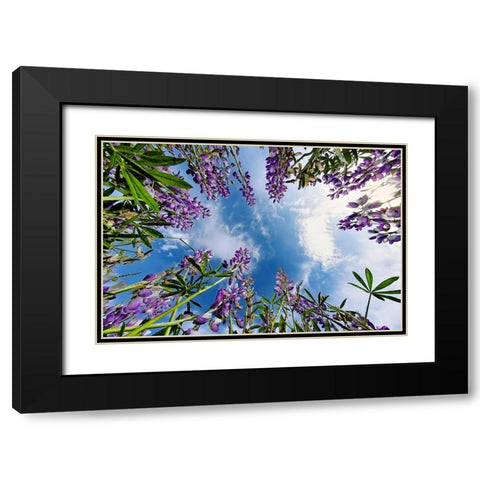 Lupine flowers-Bald Hills Road-California Black Modern Wood Framed Art Print with Double Matting by Jones, Adam