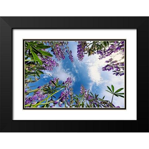 Lupine flowers-Bald Hills Road-California Black Modern Wood Framed Art Print with Double Matting by Jones, Adam